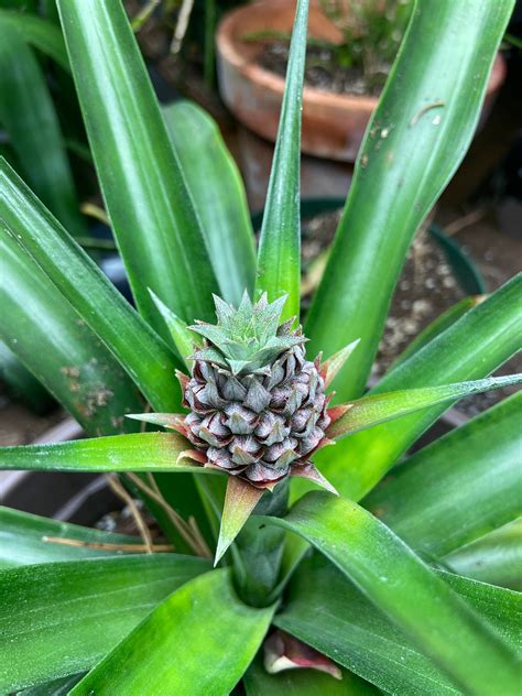 My Cute Little Pineapple Growing From A Top Of A Grocery Store
