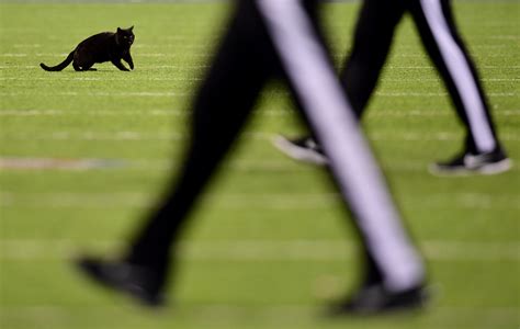 Photos Black Cat Scores Viral Touchdown At Giants Cowboys Game Pix11