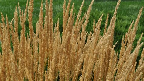Types Of Ornamental Grasses For Sale At The Grass Pad