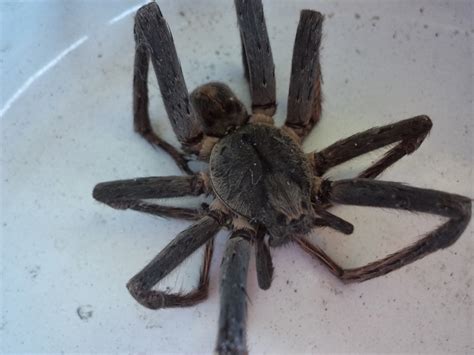 The brazilian wandering spider, also known as the armed spider, is an active hunter mainly found in south america and central america. Panama Prattle: Wandering Spider: The Final Answer