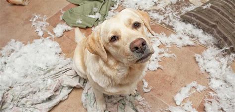 How To Stop Dogs Behaving Badly Very The Right Way Waggle Mail