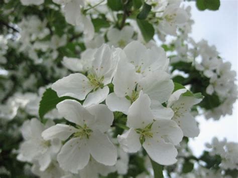 Which flower for the gift is more suitable for which recipient of flowers? What Do I Know?: Three Anchorage Trees with White Flowers