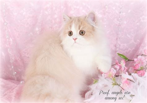 Cream And White Persian Kittensultra Rare Persian Kittens For Sale 660