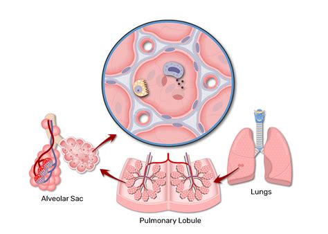 Lung Alveoli Anatomy And Labeled Diagram GetBodySmart