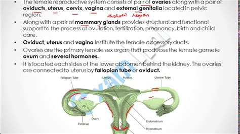 Female Reproductive System Posterior View