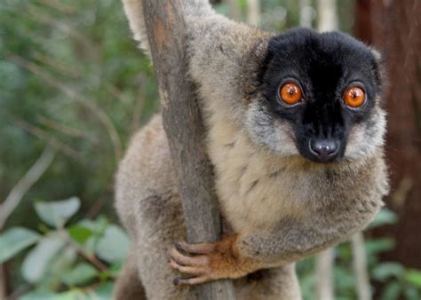 Lemurs Of Madagascar—an Endangered Biodiversity Treasure The