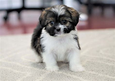 We are located at 530 hidden valley pkwy, corona, ca 92879. Pekingese Puppies For Sale | Orange County, CA #296803