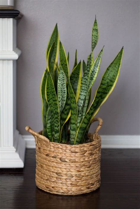 5 Best House Plants For Beginners House Plants Plants