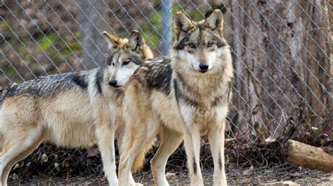 Mexican Wolf Population Reaches New High Since Reintroduction