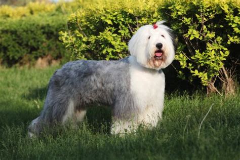 Haircuts For Old English Sheepdogs Tips For Bobtail Grooming