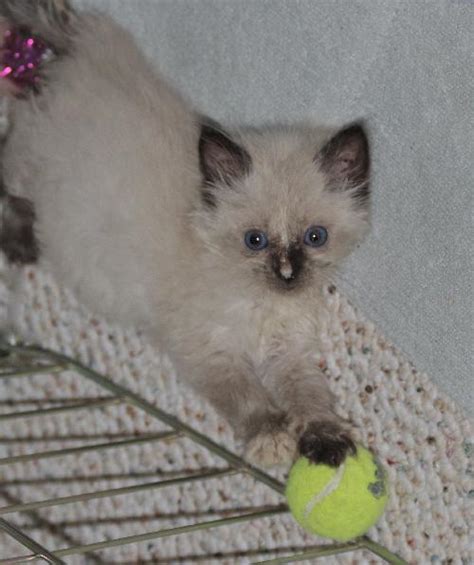 Adora The Siamese Snowshoe Persian Mix Kittens Web Page