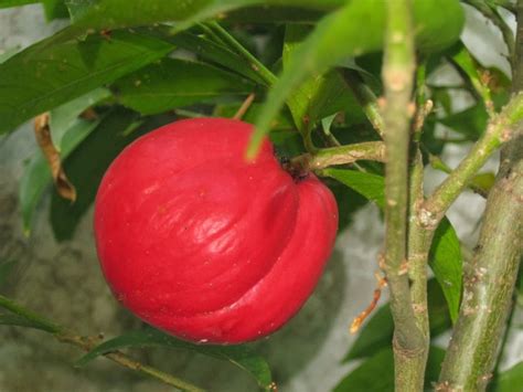 Itulah 5 khasiat utama mahkota dewa untuk kesihatan tubuh menyeluruh. Manfaat Khasiat Buah Mahkota Dewa Untuk Kesehatan Tubuh ...