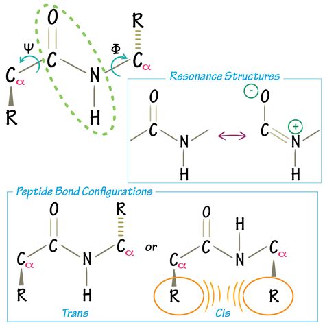 Amino Acids Linked By Peptide Bonds Brain Mind Article