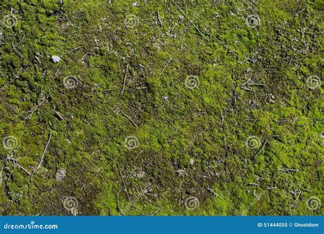 Moss Stock Image Image Of Small Ecosystem Grass Texture 51444055