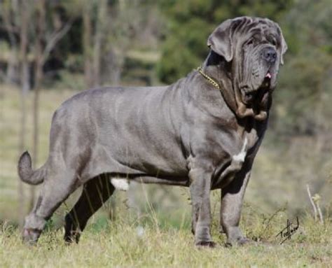 Pit bulls are a hybrid dog. Neapolitan Mastiff Dog Reviews - real reviews from real people
