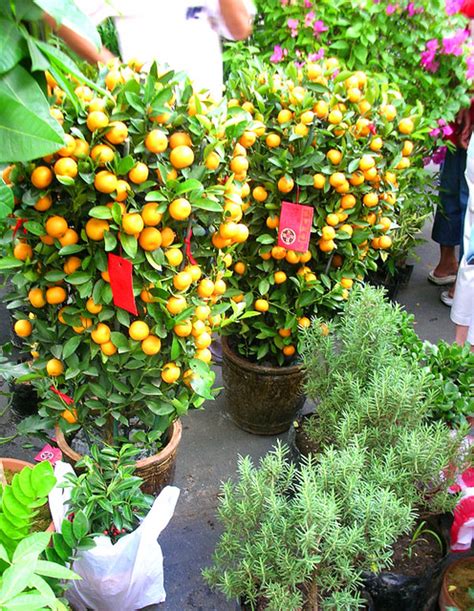 Good Fortune Trees Kiat Kiat Or Mandarin Orange Trees Dec Flickr