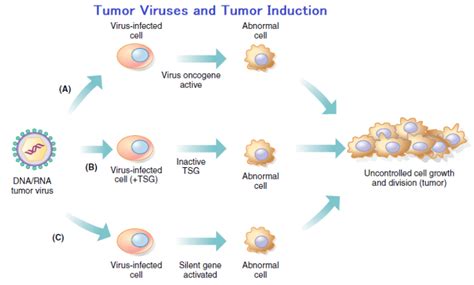 Viruses Associated With Human Tumors And Cancers Microbiology Notes