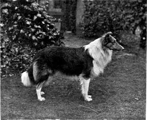 Pin By Cindy Dorsten On Vintage Collie Photos Or Images Collie Old