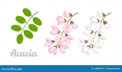 Acacia Flower Drawing