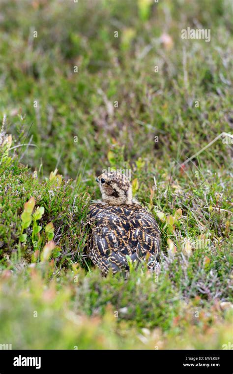 Red Grouse Chicks Hiding In Heather On Moorland In The Yorkshire Dales