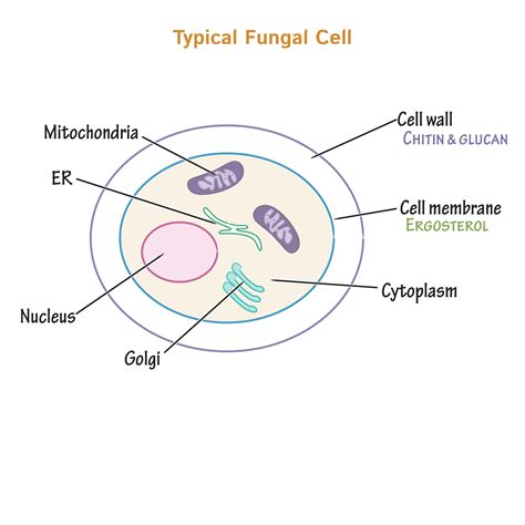 Fungal Cell Diagram Labeled