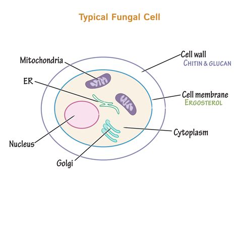 The Structure Of Fungi