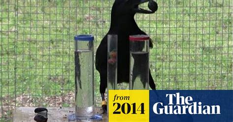 Crows Reasoning Ability Rivals That Of Seven Year Old Humans Science