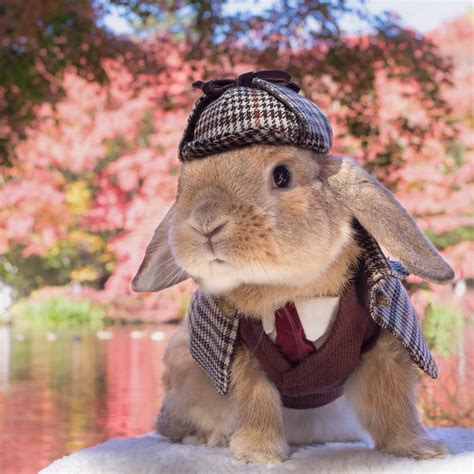 Little Bunny Puipui Wears Adorably Distinguished Costumes Made For Him