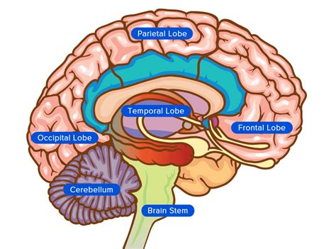 Brain Anatomy Map Anatomy Of The Brain Anatomical Chart Anatomy
