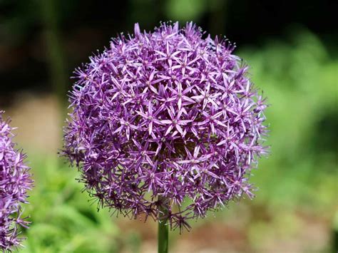 Giant Allium Beauty Uncover The Secrets To Growing These Stunning