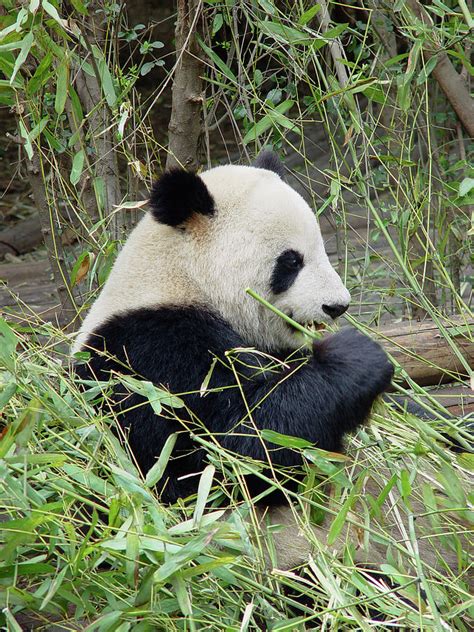 Giant Panda Photograph By Frankvandenbergh Fine Art America
