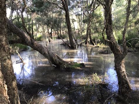 Lane Cove National Park Fairyland Loop Track Bitesize Traveller