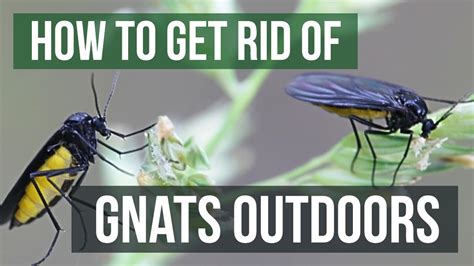 How To Get Rid Of Gnats Outdoors 4 Easy Steps Youtube