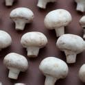 Free Stock Photo Of Neatly Arranged Fresh Button Mushrooms Stockmedia Cc