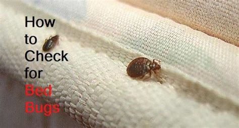 In this video, jeff white shows you how to inspect a mattress and box spring for bed bugs. How to Check for Bed Bugs?
