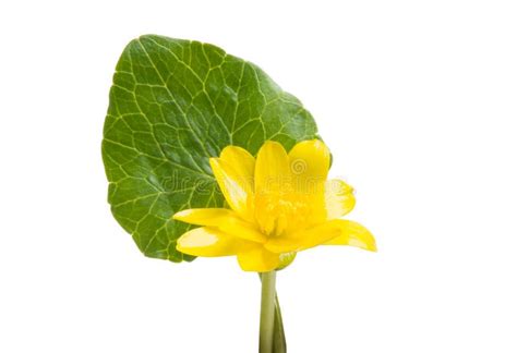 Yellow Spring Flower Isolated Stock Image Image Of Leaf Plant 114197019