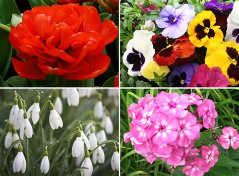 7 Gorgeous Container Plants For Spring Garden Flowering Plants