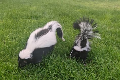 How To Stop Skunks From Digging Up Lawn Easy Control And Prevention
