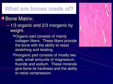 Ppt What Are Bones Made Of Powerpoint Presentation Free Download