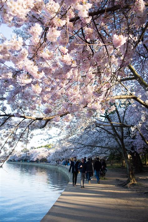 The 2022 Guide To Washington Dc Cherry Blossom Peak Bloom Cherry