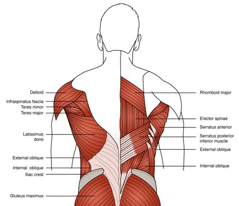 Diagram Of Hip And Back Muscles Lower Back Muscles Photo Lower Back