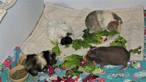 4 Guinea Pigs Bonding Day 2 Youtube