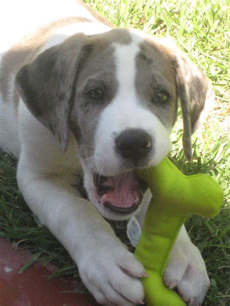 No one can ever tell exactly which traits from which breed will be most prevalent in a mix. Dogs - Saint Bernard/Great Dane mix | puppy | Pinterest