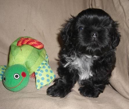 This is the price you can expect. Shih Tzu Puppy ~Male~ Super Cute~ For Sale AKC for Sale in Trevor, Wisconsin Classified ...