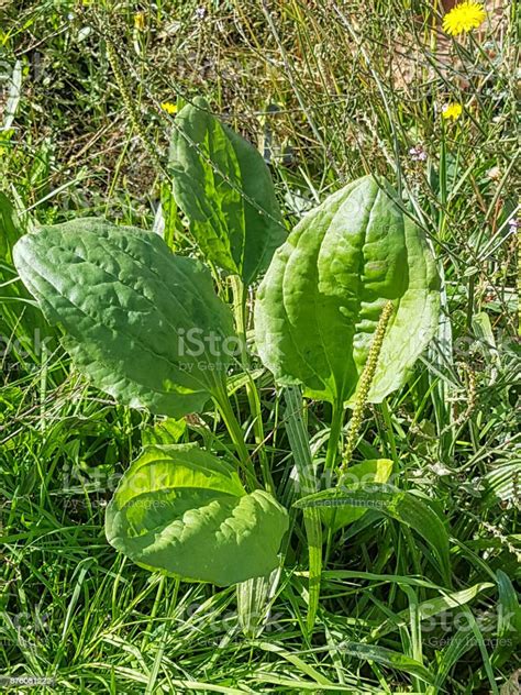 Broadleaf Or Greater Plantain White Mans Foot Stock Photo Download