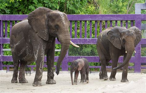 Elephant Birth At Animal Kingdom Photo 1 Of 1