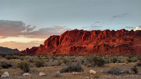 Free Download Nevada Plants Desert Wallpapers Hd Desktop And Mobile