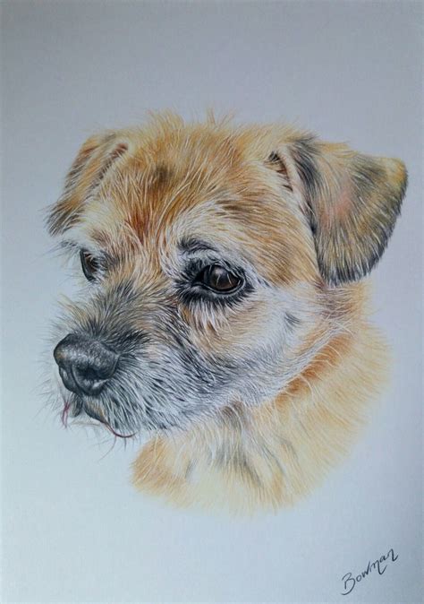 Did you know famous border terriers in film include puffy from there's something about mary and baxter. Border terrier portrait in coloured pencil www ...