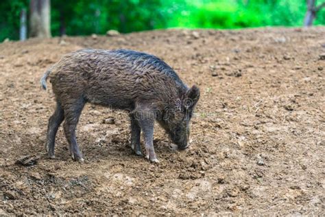Wild Boars On The Forest Stock Image Image Of Beautiful 203808407