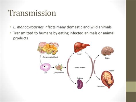 Infection by listeria monocytogenes in pregnant women may result in fetal loss or invasive disease in the newborn. Listeria infection
